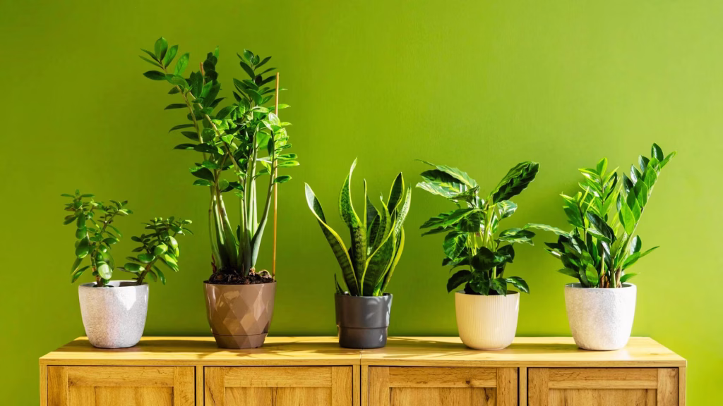 Indoor Plants 101 Best Low-Maintenance Choices